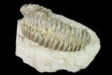 Cretaceous Fossil Oyster (Rastellum) in Rock - Texas #145360-1